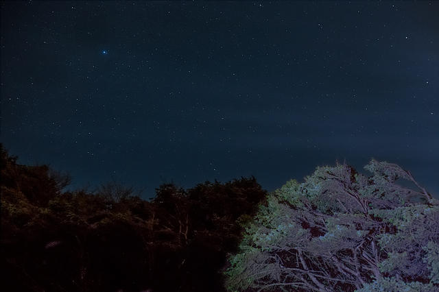 Stars over bank of trees-