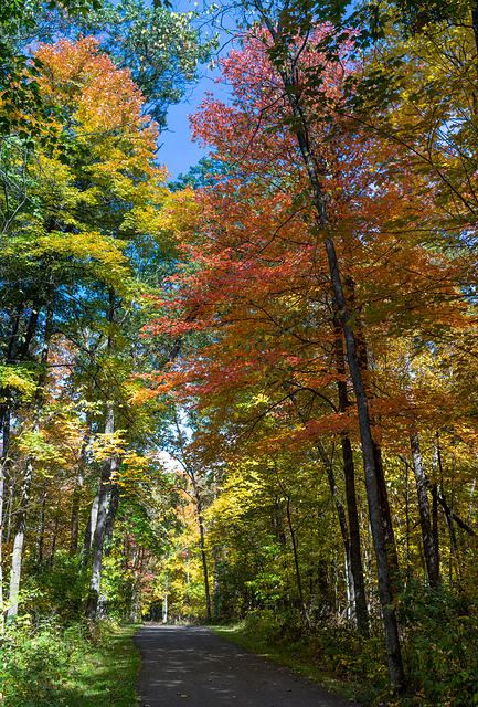 Tall Trees in Colors