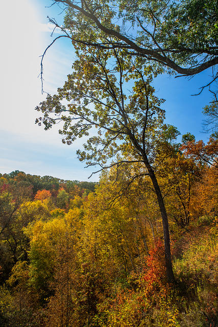 Leaning Tree