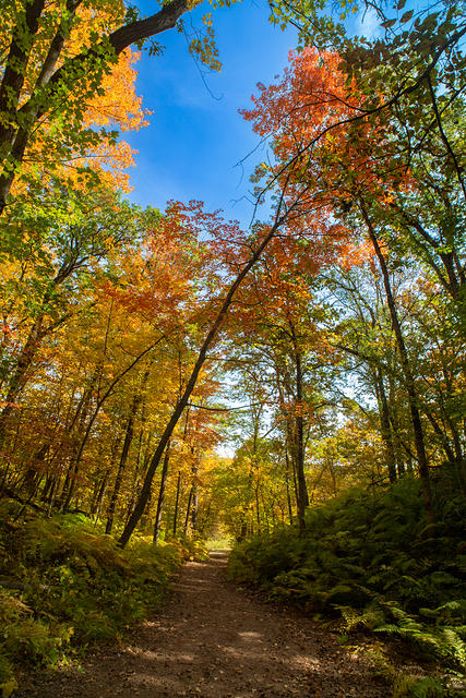 Colorful Canopy