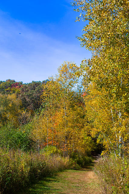 Path at Wild River State Park