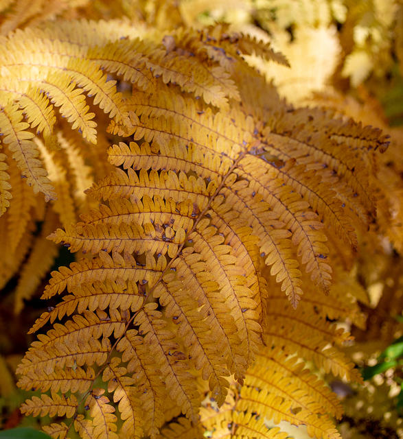Ferns turning colors