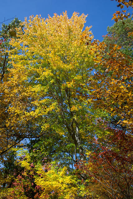 Trees!