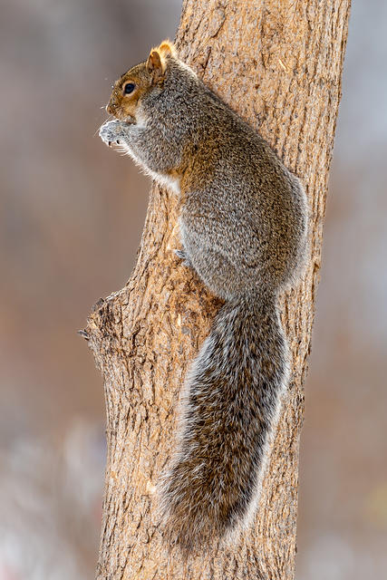 Gray Squirrel on Tree