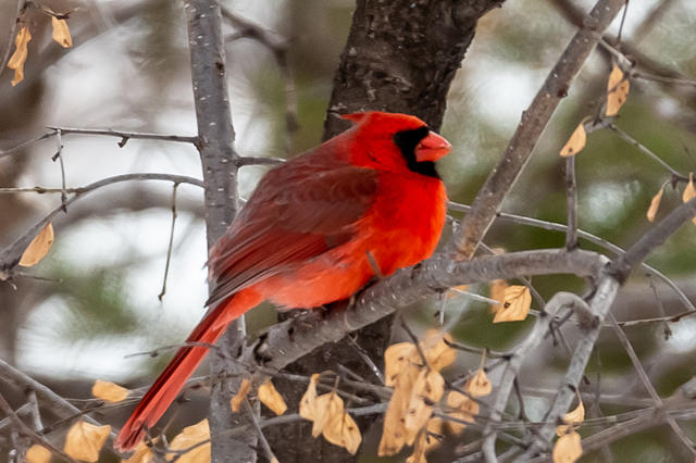 Cardinal-1980