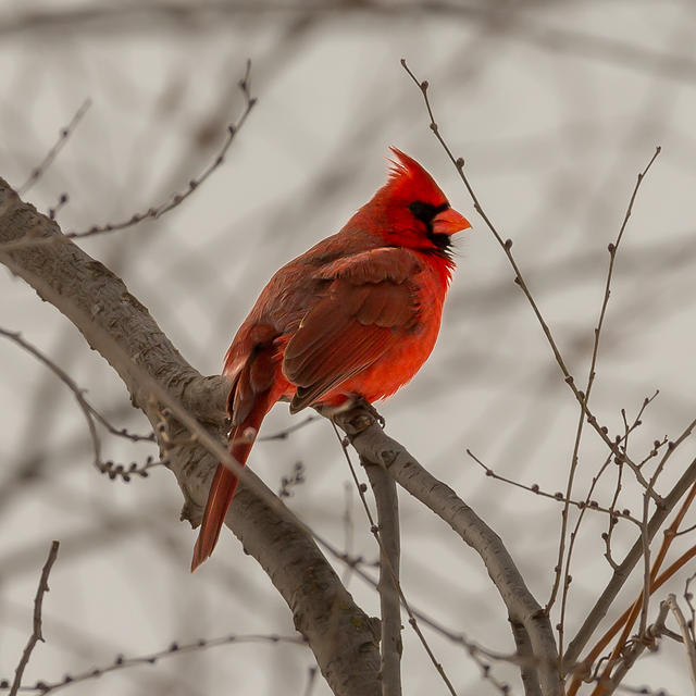 cardinal-2186