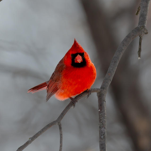 cardinal-2209