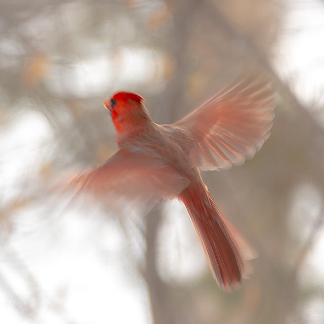 flying cardinal - artsy-2122