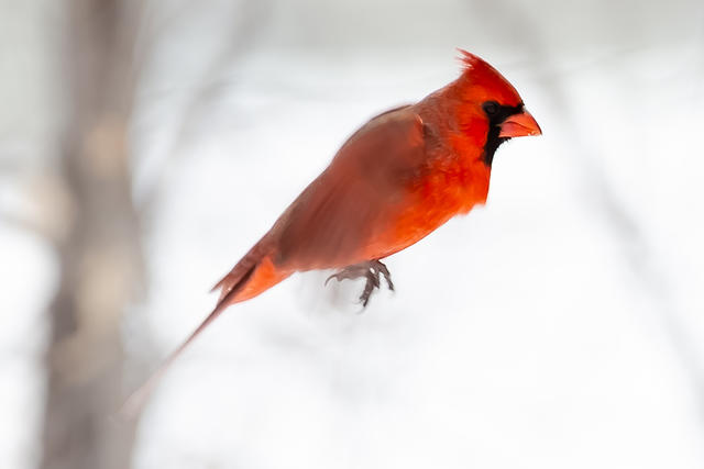 flying cardinal-2106