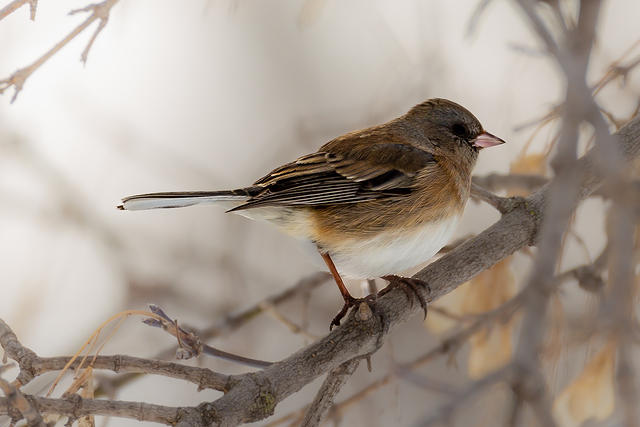 goldfinch-2132