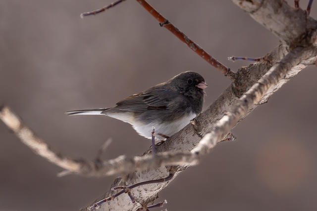 junco-2073