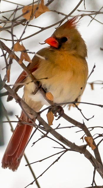 lady cardinal-2108