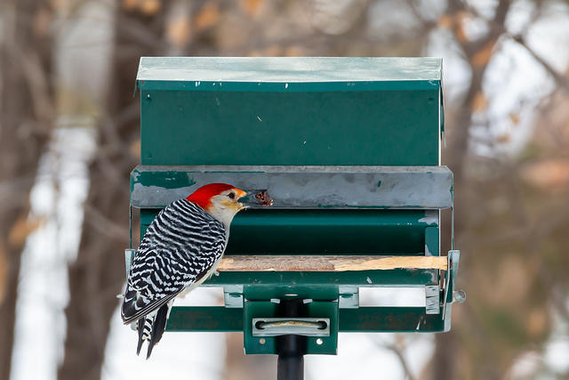 red bellied woodpecker-2037