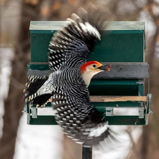 red bellied woodpecker-2039