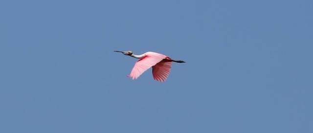 spoonbill1