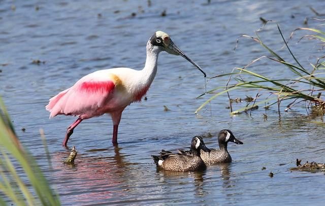 spoonbill ducks