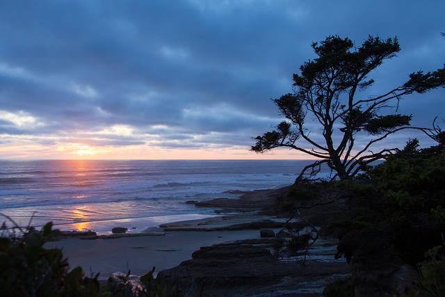 Pale Sunset and Tree Silhouette