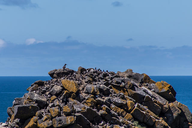 Seabirds off Hecata Head