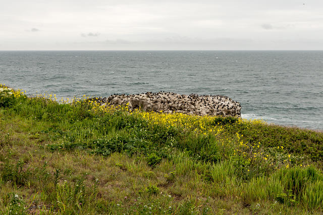 Rock Full of Birds