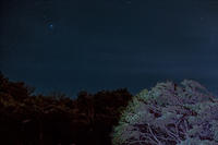 Stars over bank of trees-