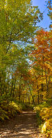 Tree Panorama