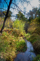 Stream at Wild River State Park