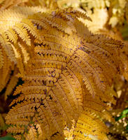 Ferns turning colors