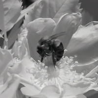 Infrared Photos