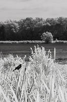 Phalen IR-6826