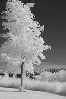 Phalen IR-6827