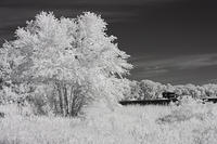 Phalen IR-6829