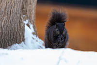 Squirrel-1984