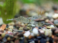 Aquarium