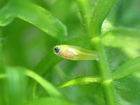 zoom platy1 2528