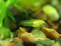 zoom platy2