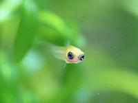 zoom platy3