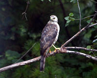 1280x1024-hawk3
