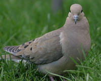 1280x1024-mdove