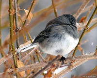pc02431
