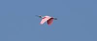 spoonbill1