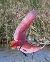 spoonbill3