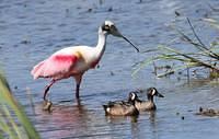 spoonbill ducks
