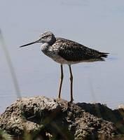 water bird