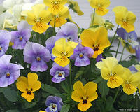 Flora