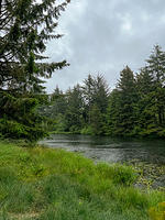 River and pine trees