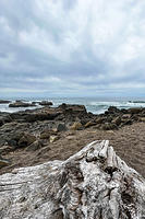 Big driftwood on coast