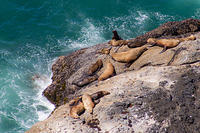 Sea Lions Chillin'