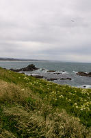Yellow Flowers near the shore...