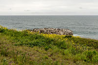 Rock Full of Birds